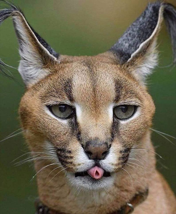 lisping caracal