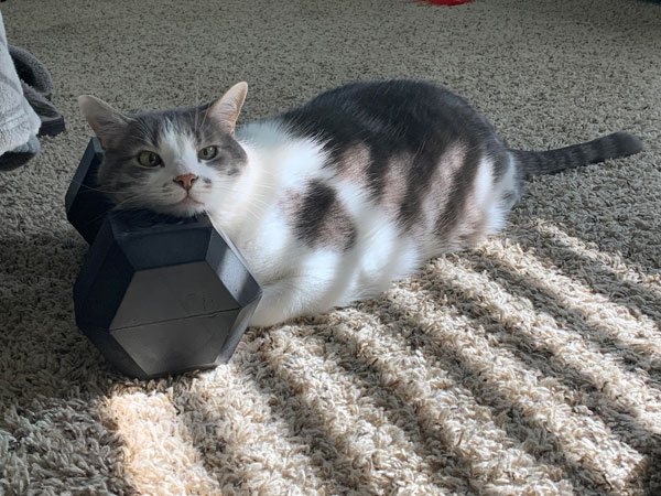 cat sleeping on dumbbell