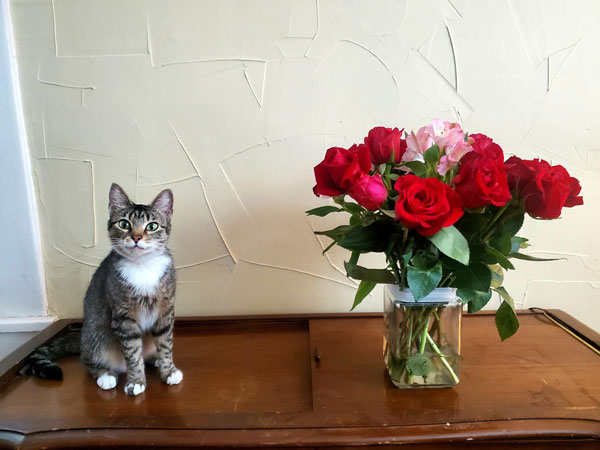 cat and roses