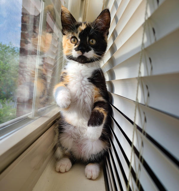 cat and venetian blinds