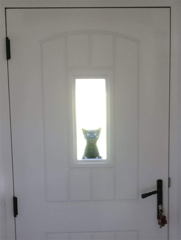cat at door window