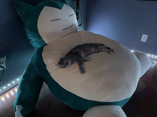 cat sleeping on bean bag cat