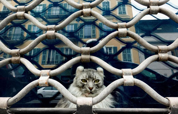 cat behind bars