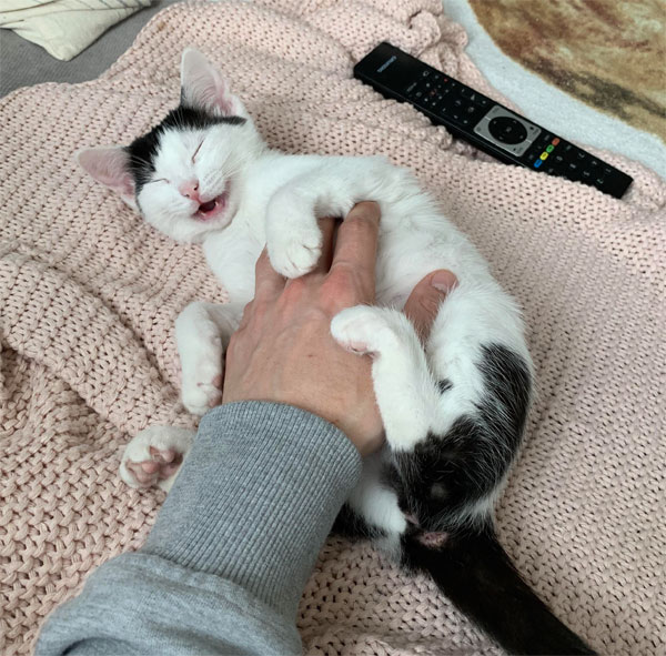 happy cat getting belly rub