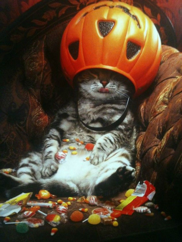 cat and halloween candy