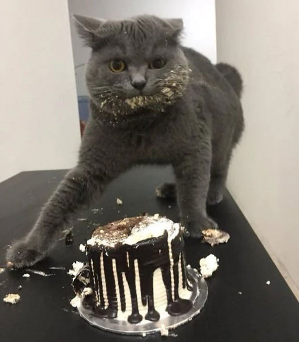 cat eating cake