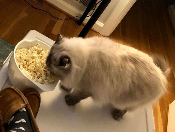 cat eats popcorn