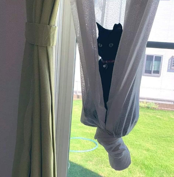 cat hanging in curtains