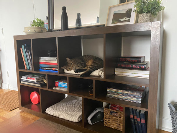 cat in bookcase