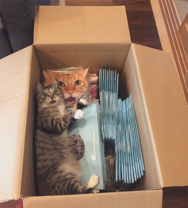 cat in box of cat merchandise