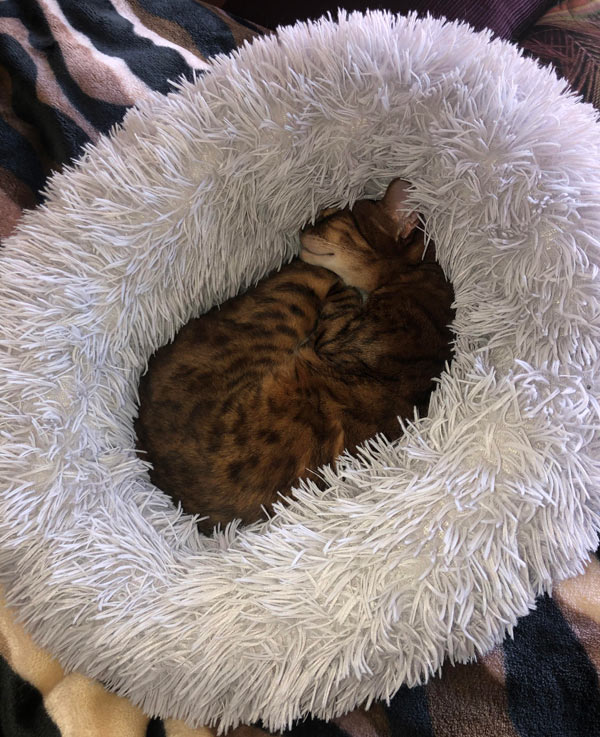 cat sleeping in fluffy bed