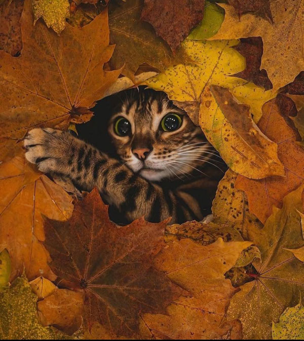 cat in leaves