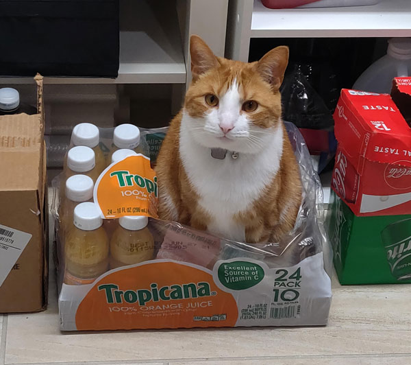 cat in orange juice box