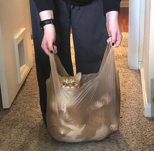 cat in plastic bag