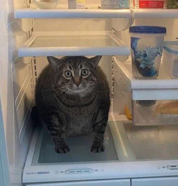 cat in refrigerator