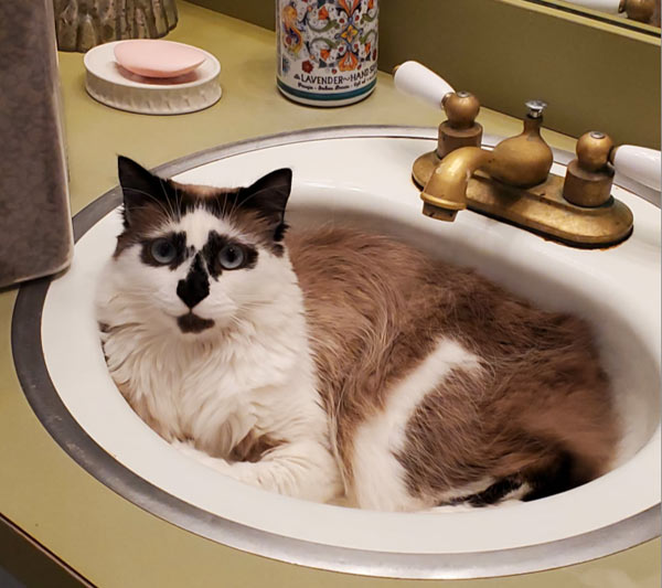 cat in sink