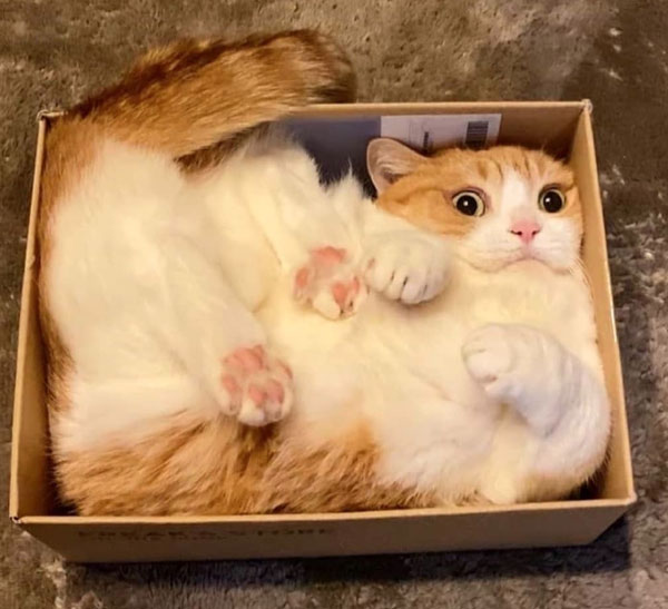 cat in square box