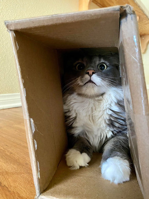 cat in small box