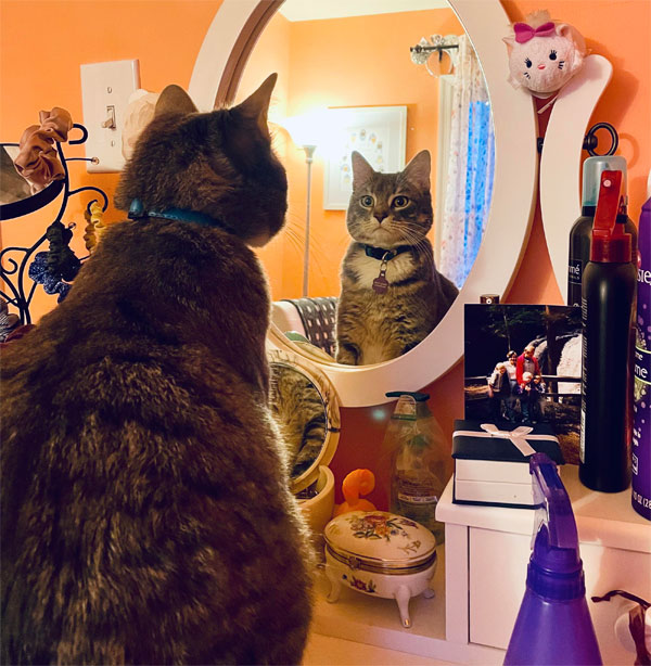 cat looks in mirror