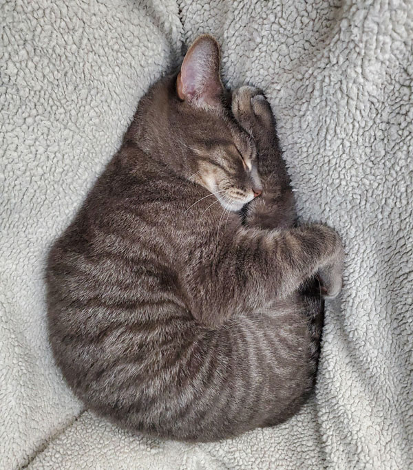 cat sleeping in furry blanket