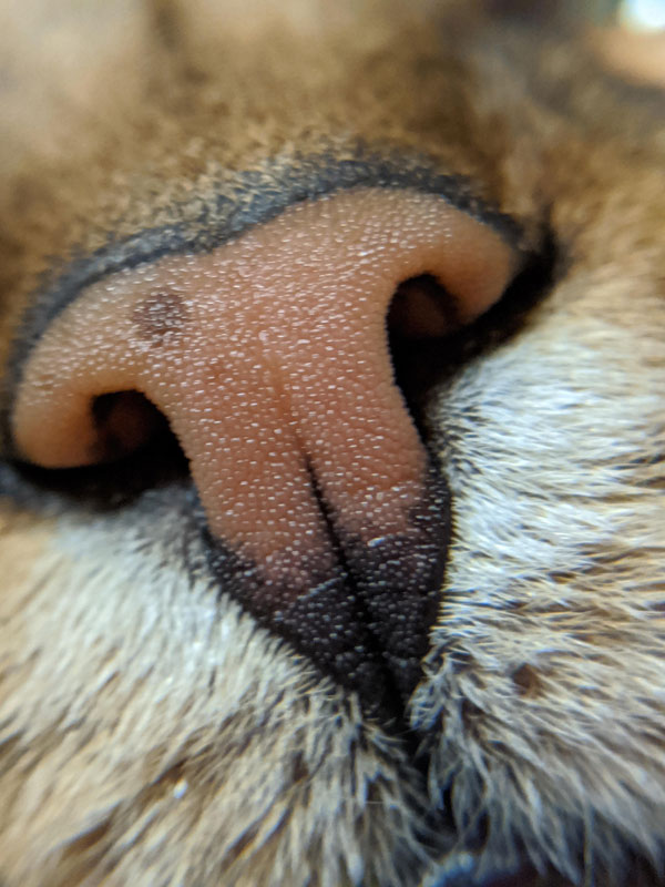 cat nose close up