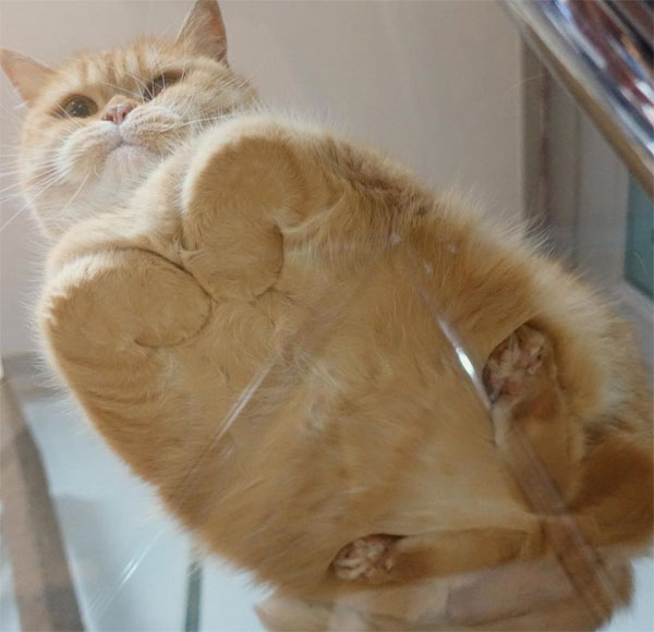 cat on glass table