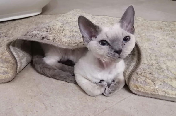 cat on heated floor