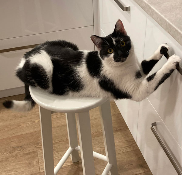 cat on stool