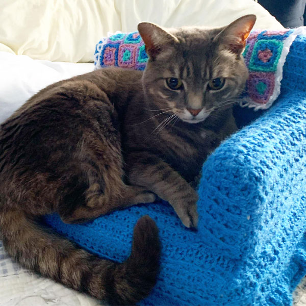 cat on tiny blue chair