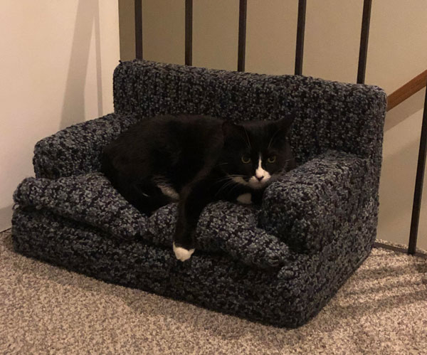 cat on tiny sofa