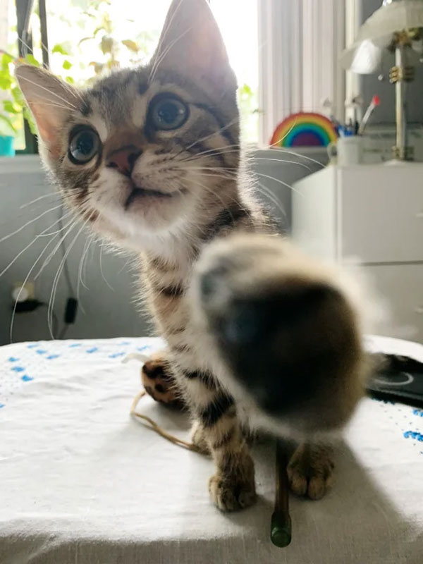 cat with paw in camera lens
