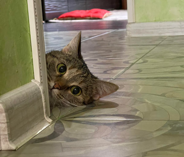 cat peeking around corner