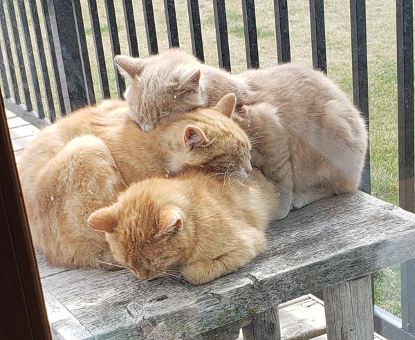 cats forming pyramid