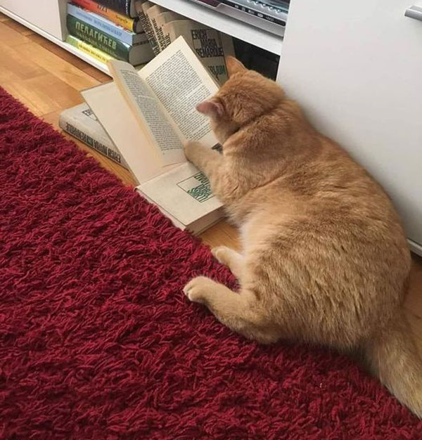 cat reading book