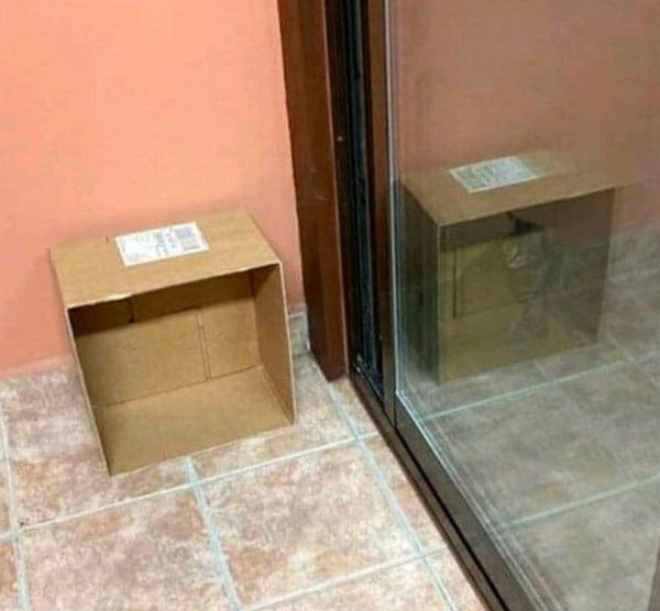 cat in box illusion