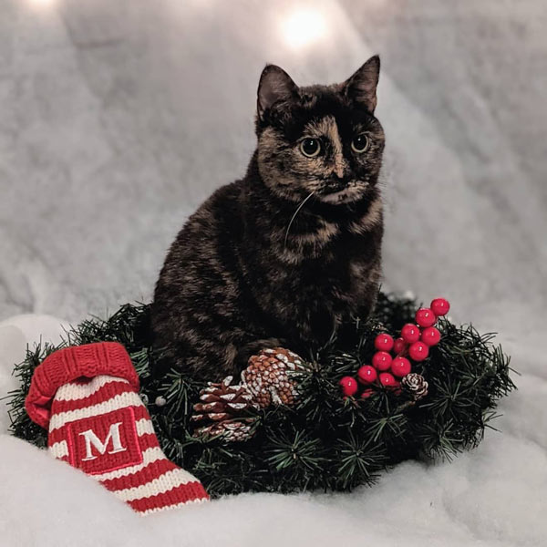 cat sits in wreath