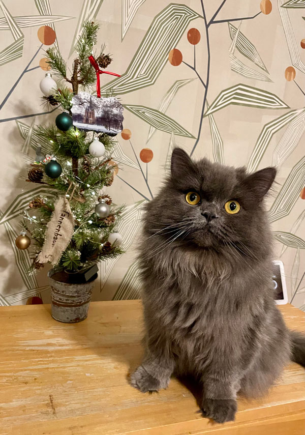 cat with tiny xmas tree