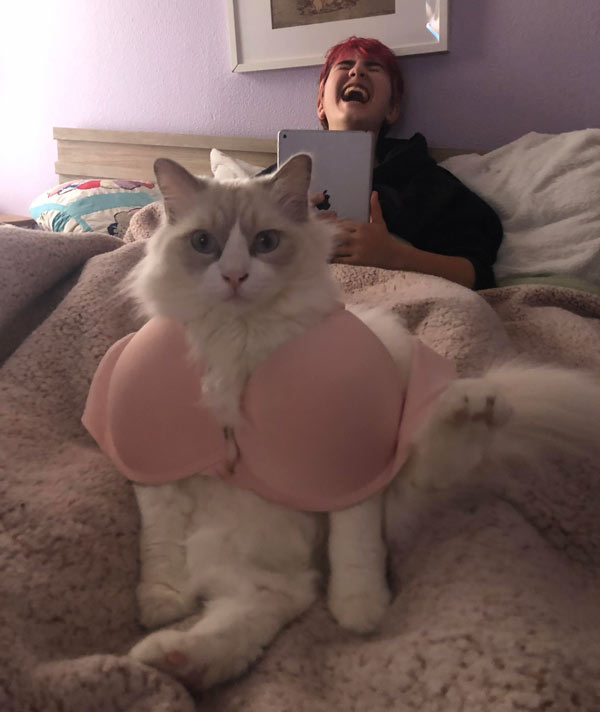 cat wearing bra