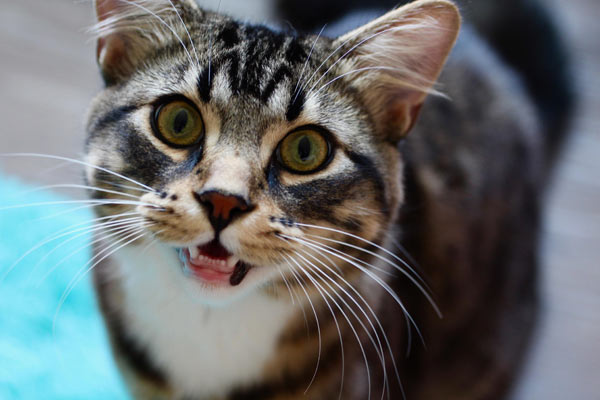 cat with beautiful eyes