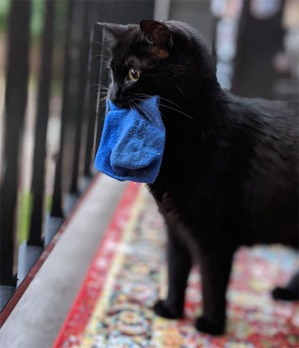 cat with blue sock