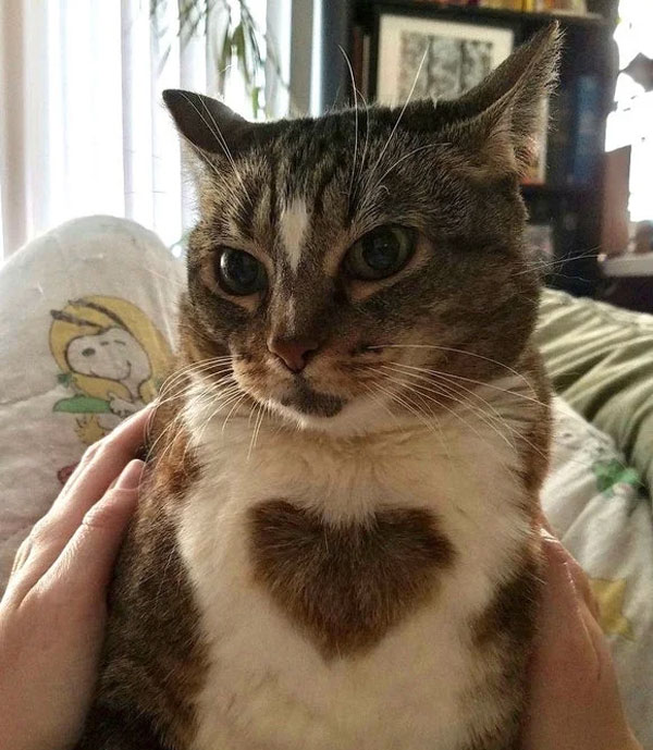 cat with heart on chest