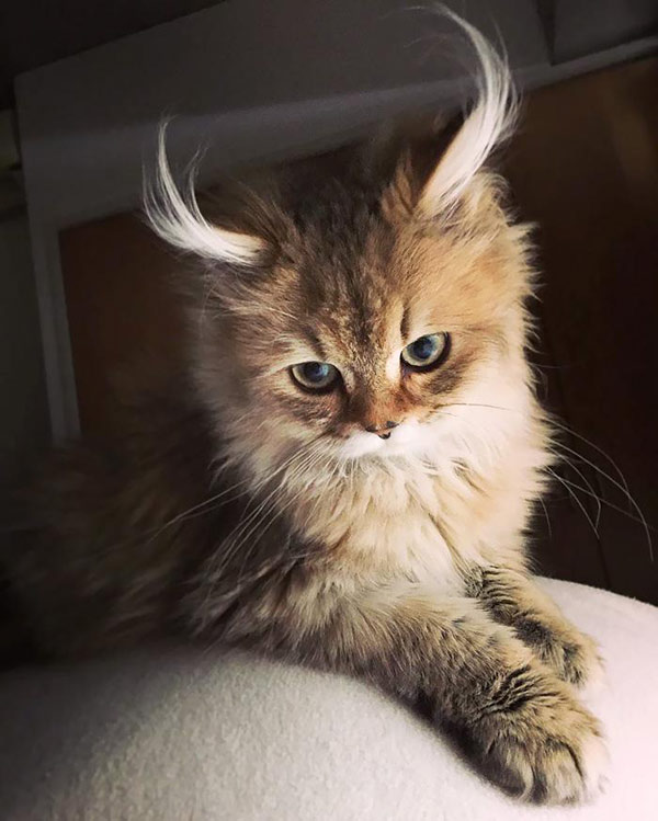 cat with horns