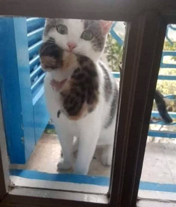 cat holding kitten at door