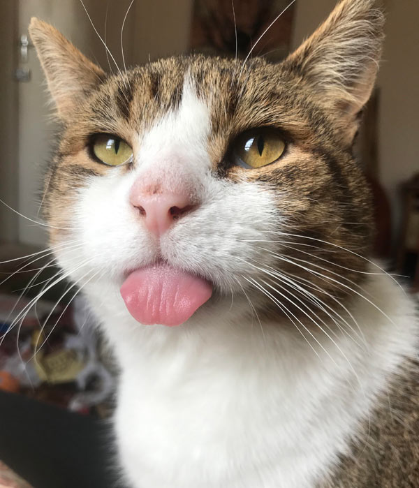 cat with tongue out