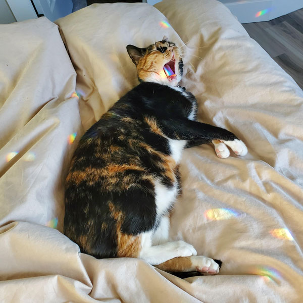 cat yodeling rainbows