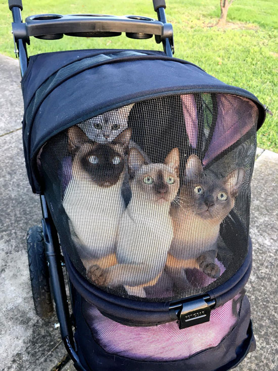 cats in baby carriage