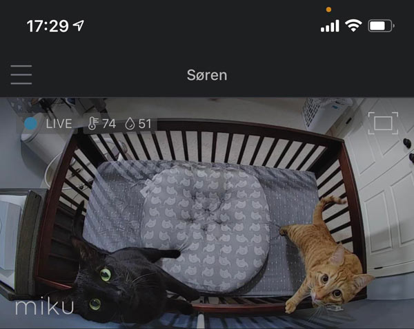 cats on babycam