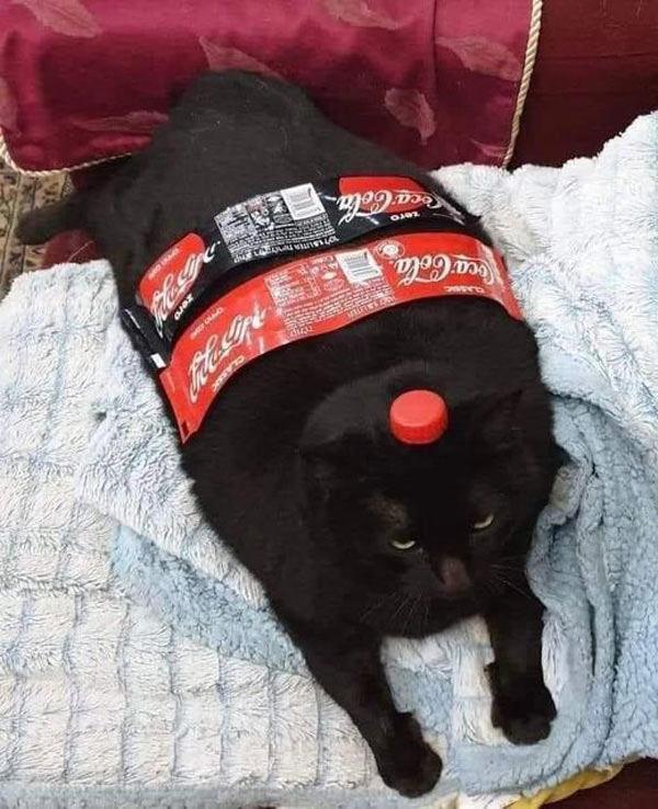 coca cola cat