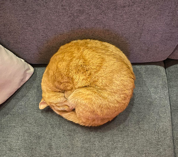 curled orange cat
