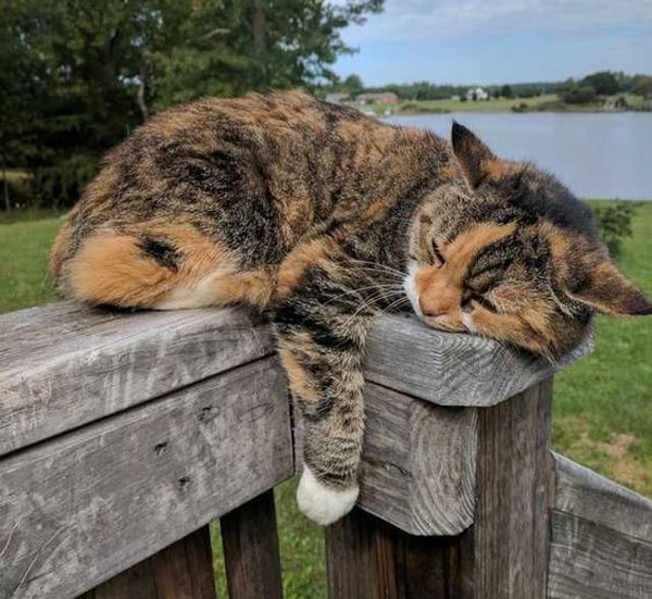 cute sleeping cat